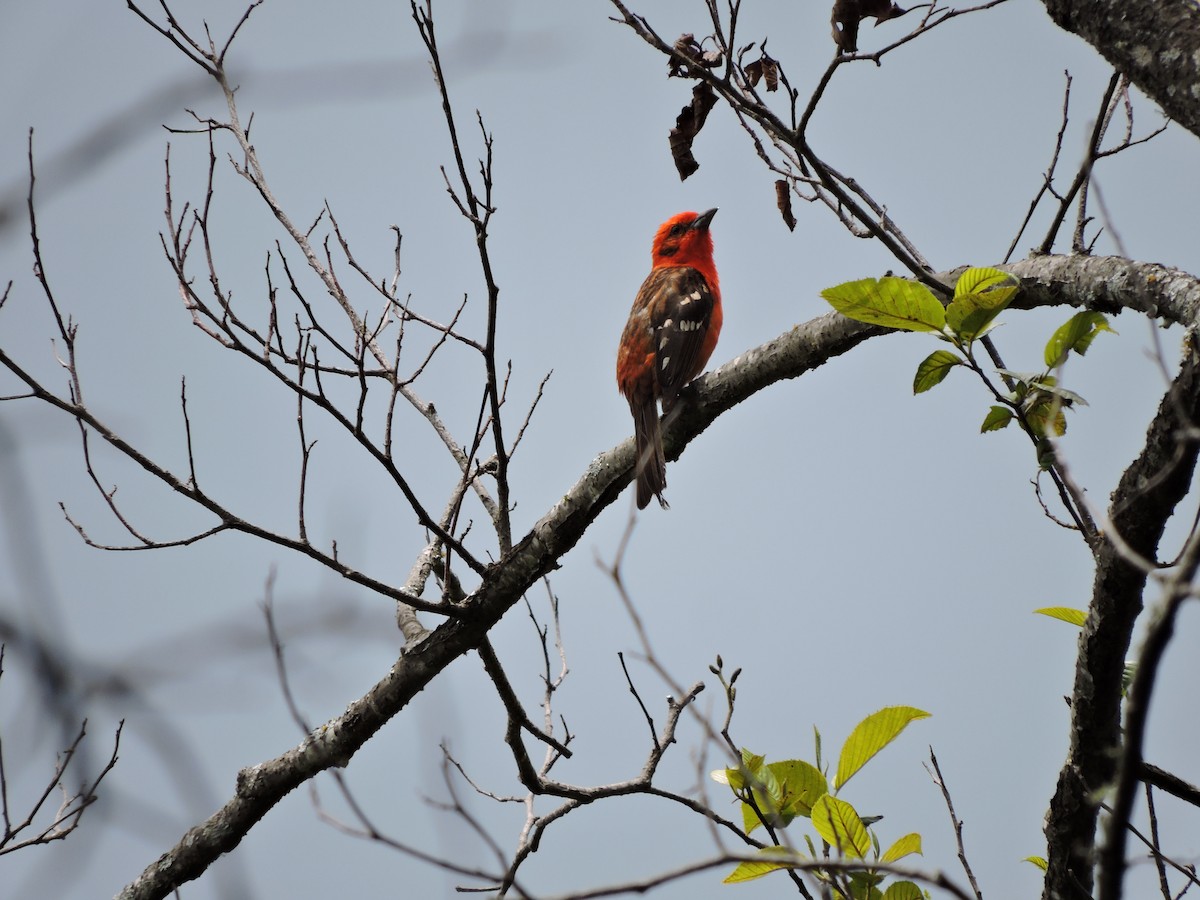 Flame-colored Tanager - ML110909631