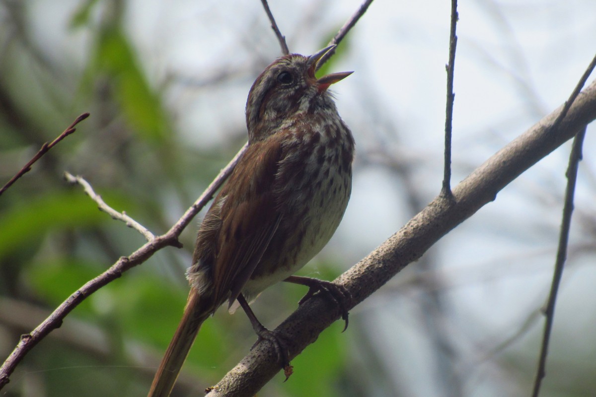 Song Sparrow - Eric Walther