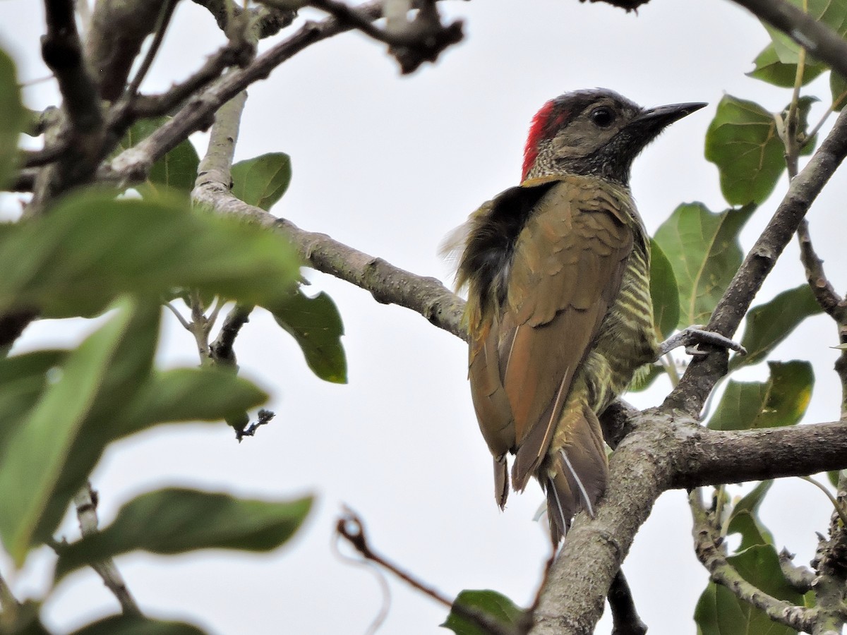 Golden-olive Woodpecker - Nicola Cendron