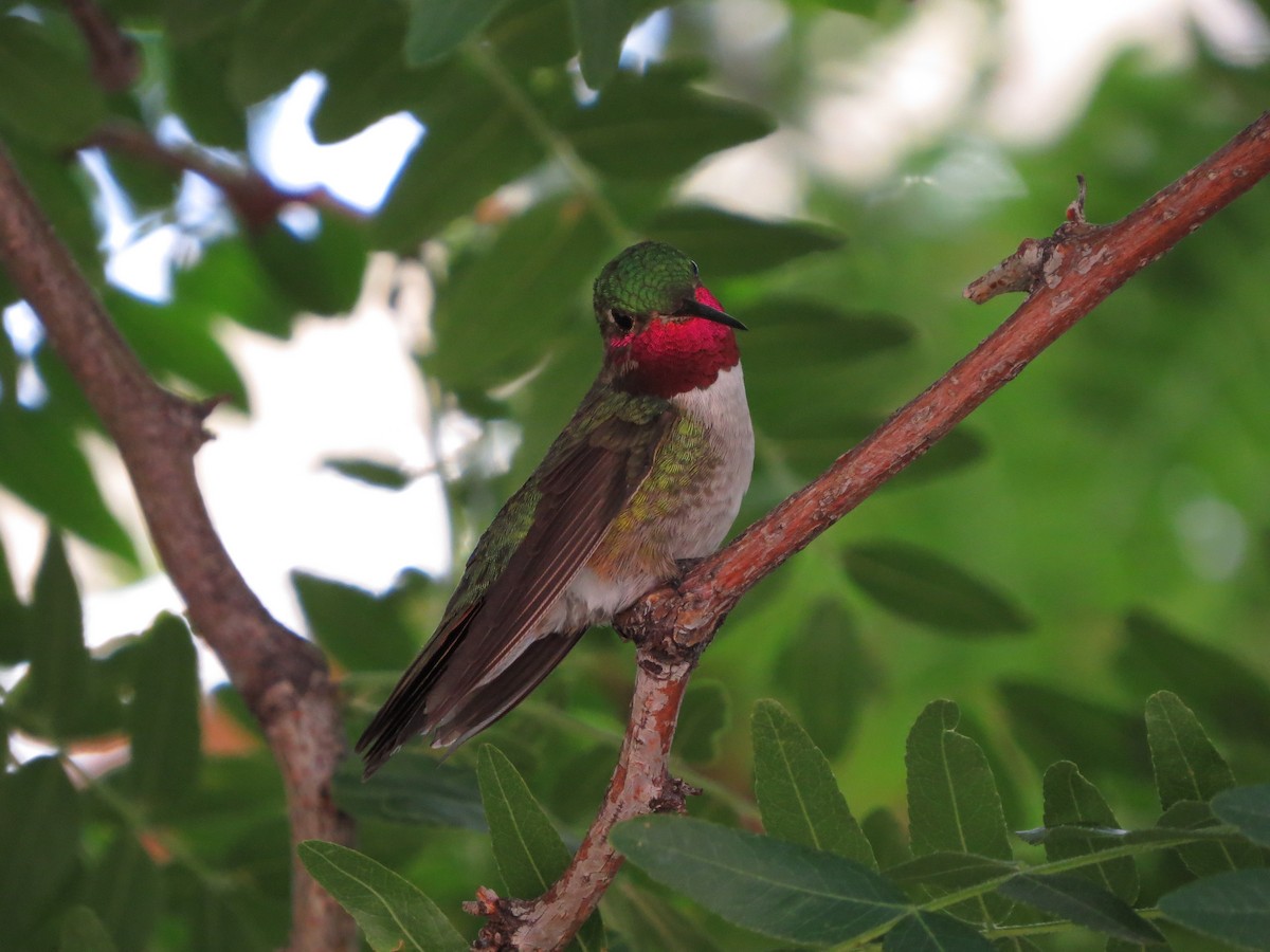 Broad-tailed Hummingbird - Damon Pritchett