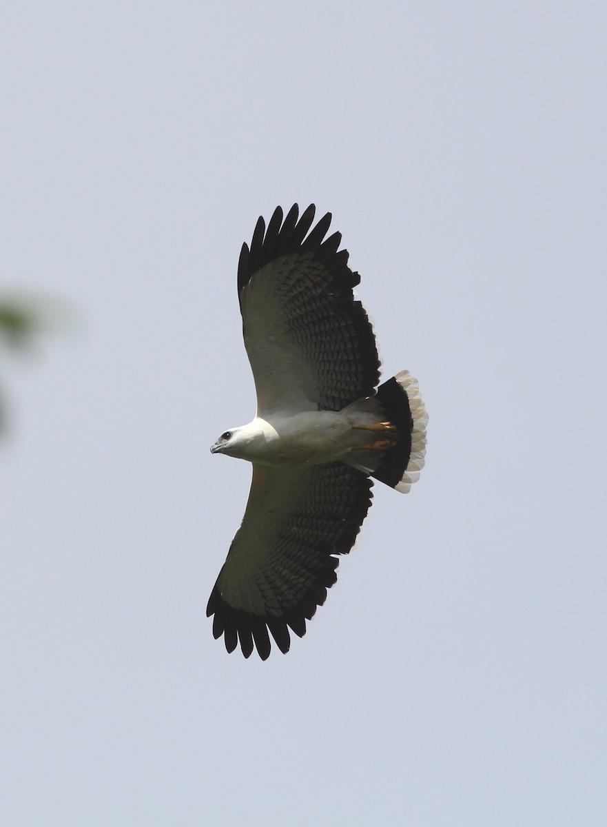White Hawk (Black-tailed) - John Drummond