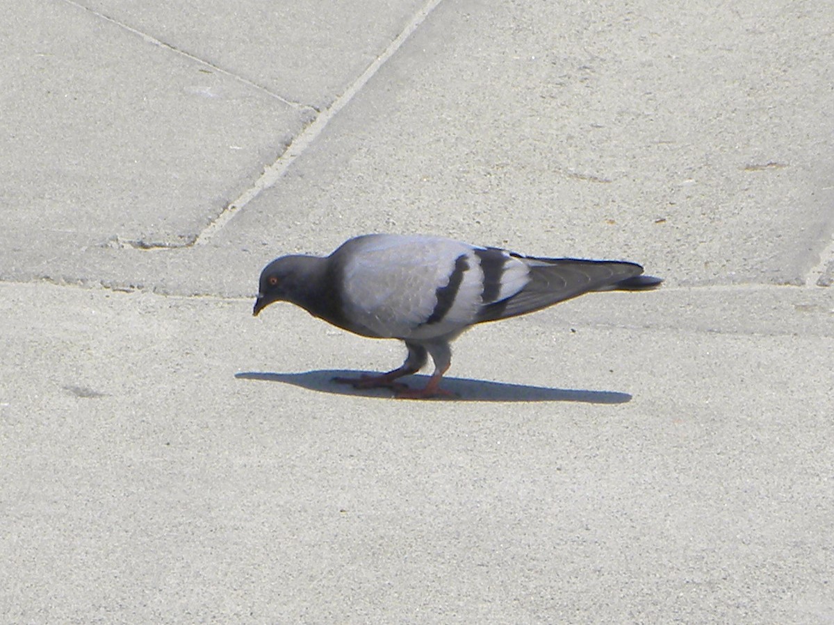 Rock Pigeon (Feral Pigeon) - ML110917521