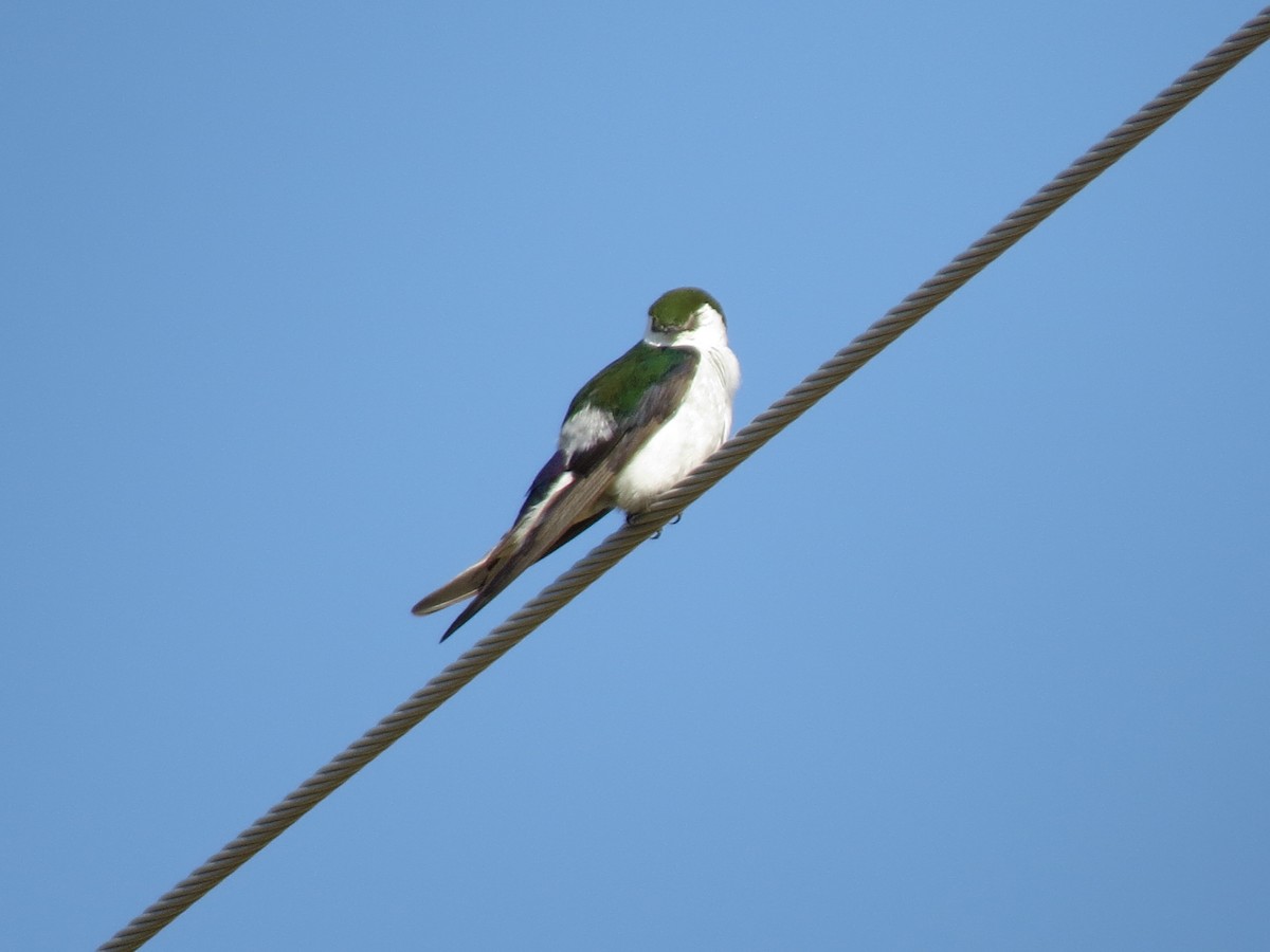 Violet-green Swallow - Marya Moosman