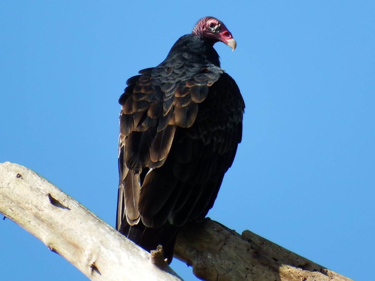 Turkey Vulture - Kathy Calvert