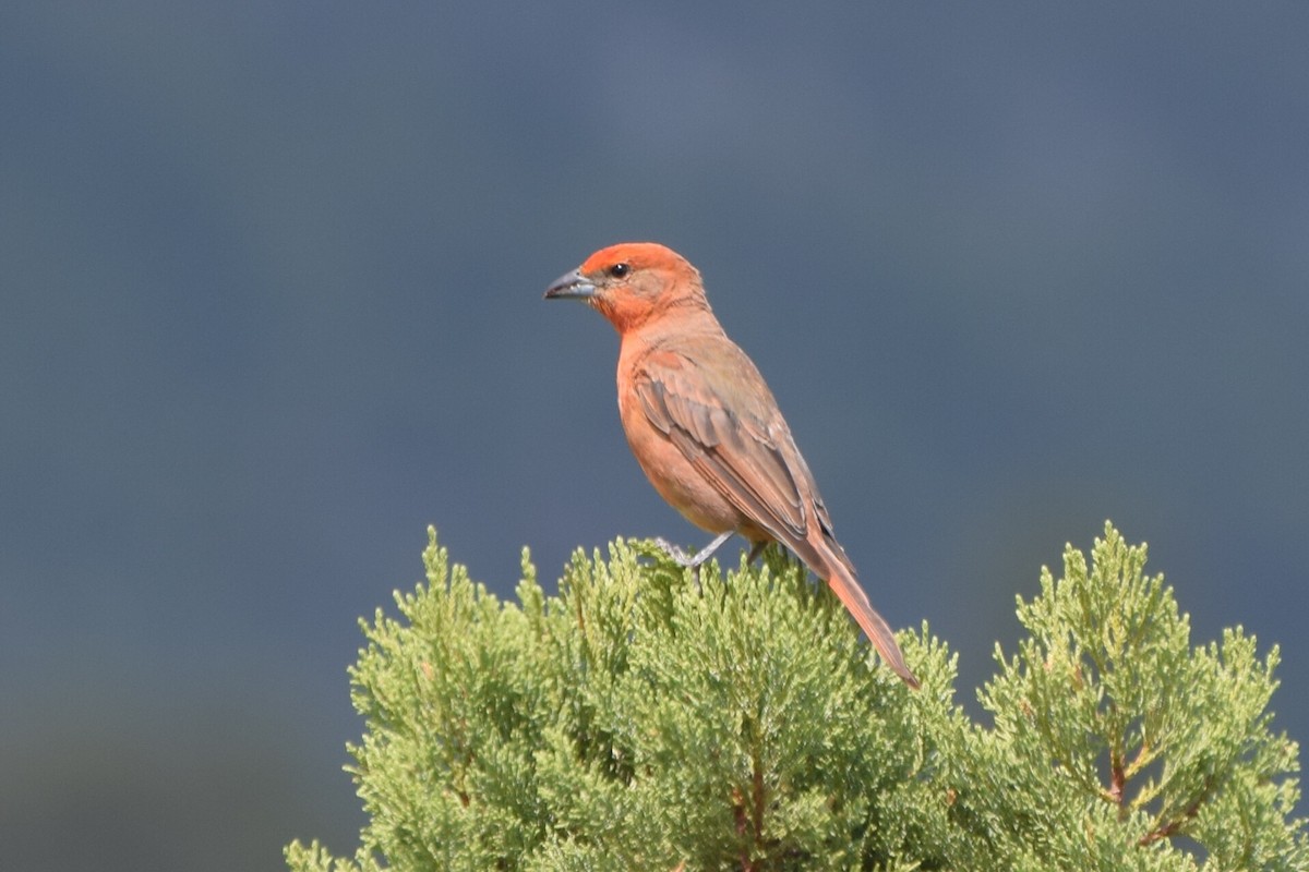 Hepatic Tanager - ML110925321