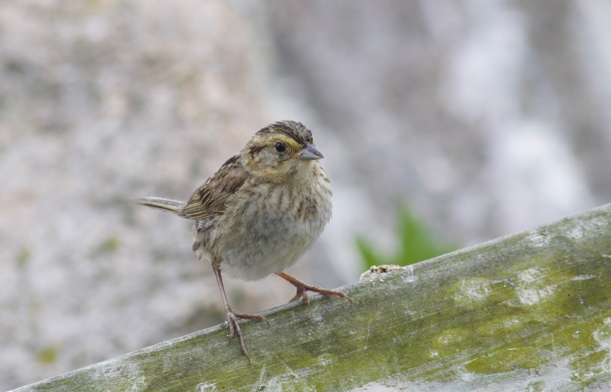 Nelson's Sparrow (Atlantic Coast) - Nathan Dubrow