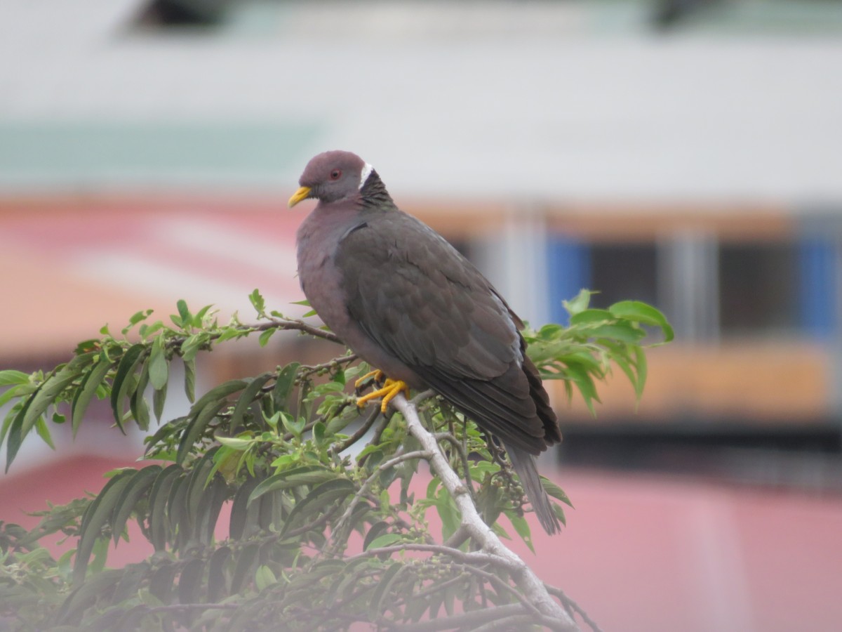 Band-tailed Pigeon - Ross Foreman