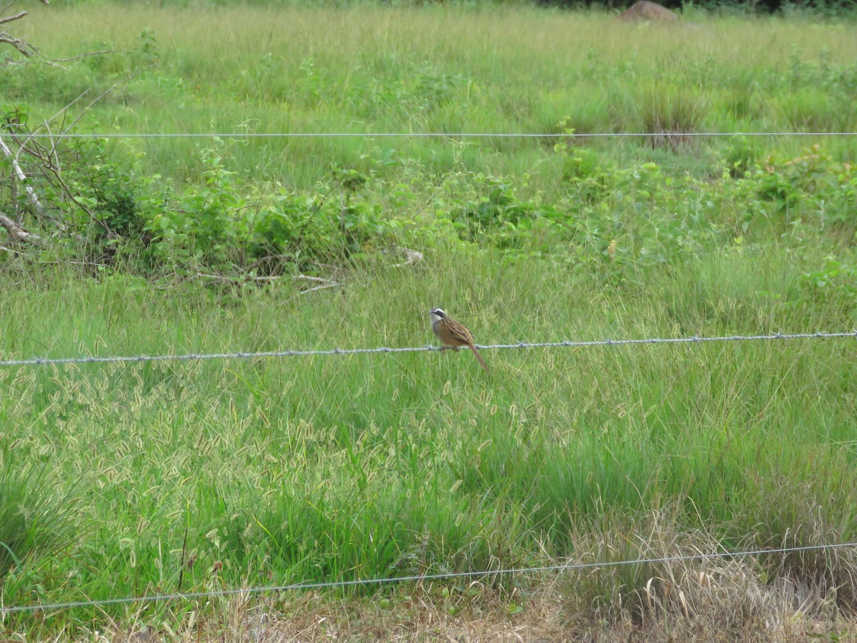 Stripe-headed Sparrow - ML110931841