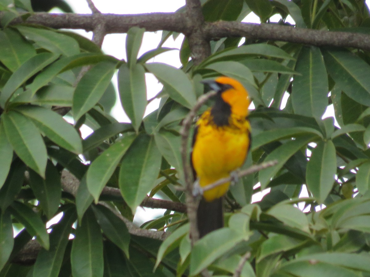 Spot-breasted Oriole - ML110931961