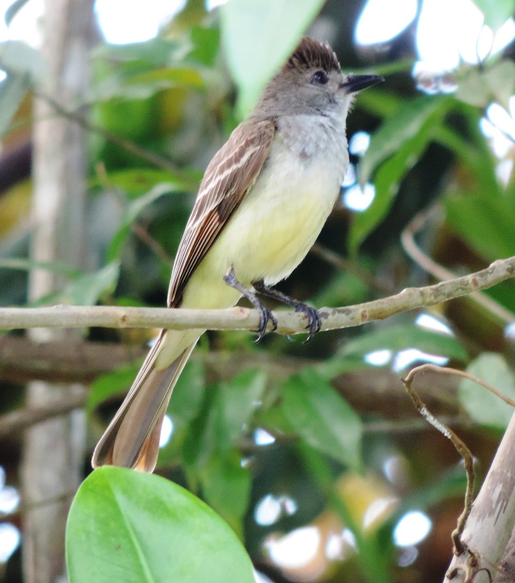 Brown-crested Flycatcher - Sheila Nale