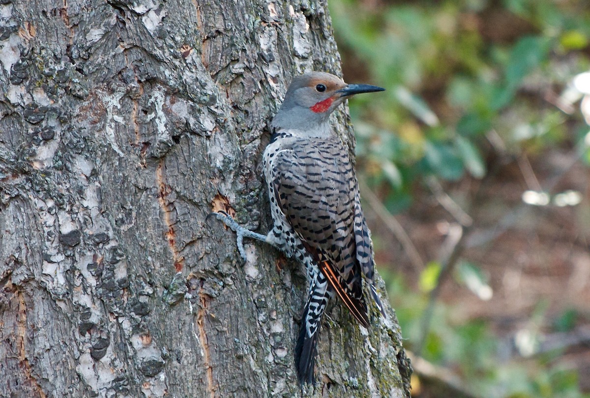 Northern Flicker (Red-shafted) - ML110937641