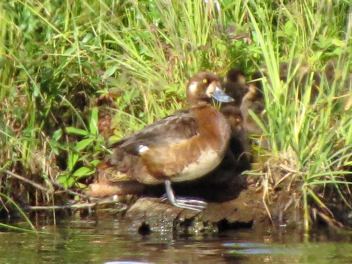 Greater Scaup - ML110937691