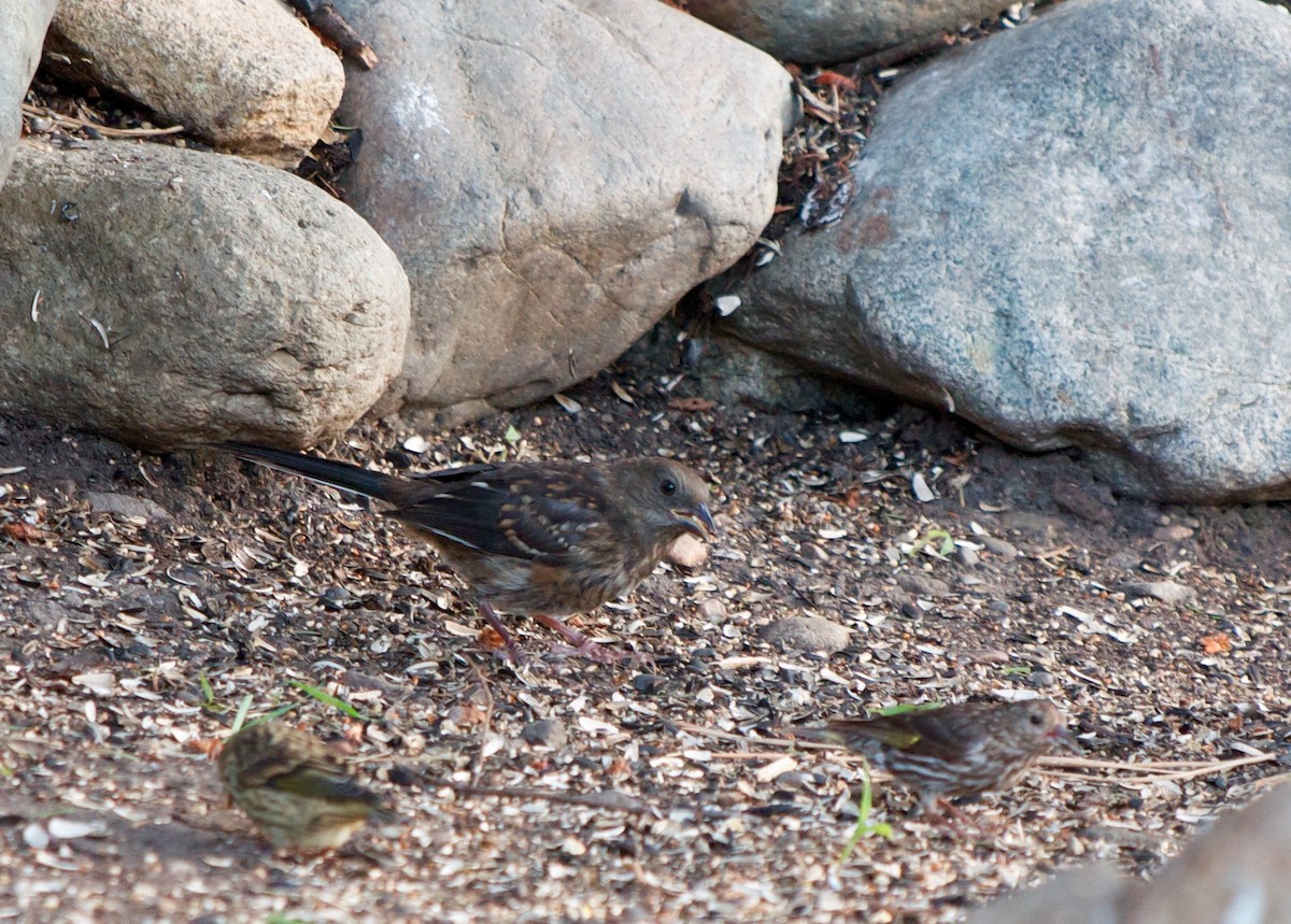 Spotted Towhee - Sue Elwell