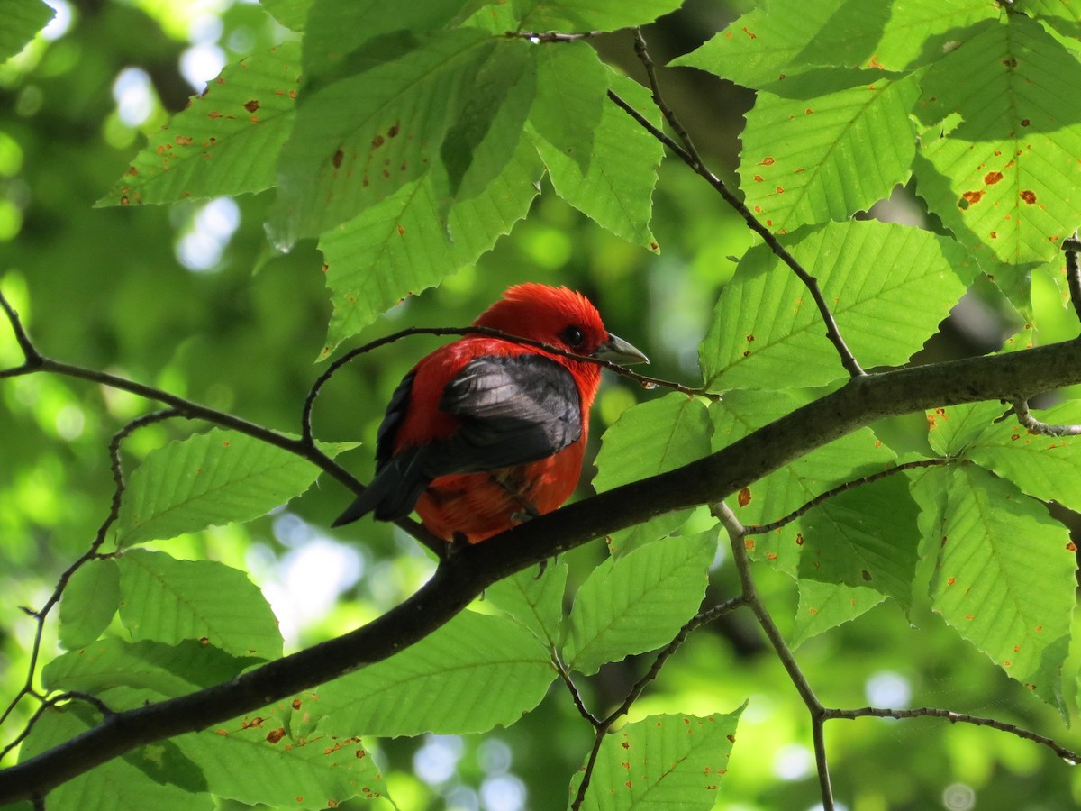 Scarlet Tanager - Brian Henderson