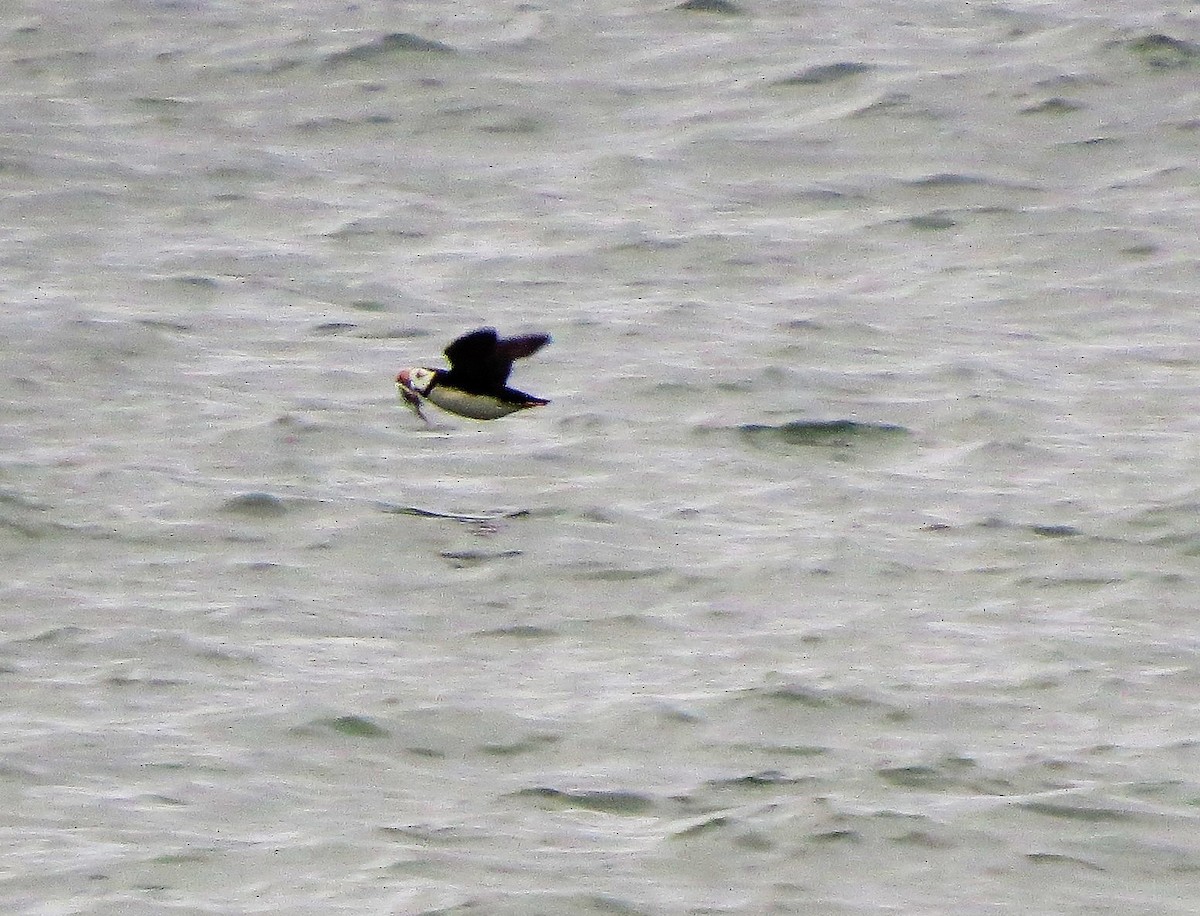 Horned Puffin - ML110938081