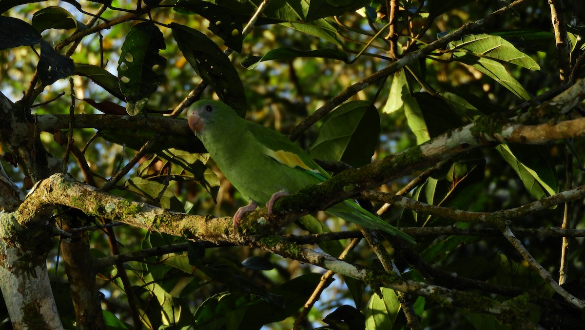 White-winged Parakeet - Jorge Muñoz García   CAQUETA BIRDING