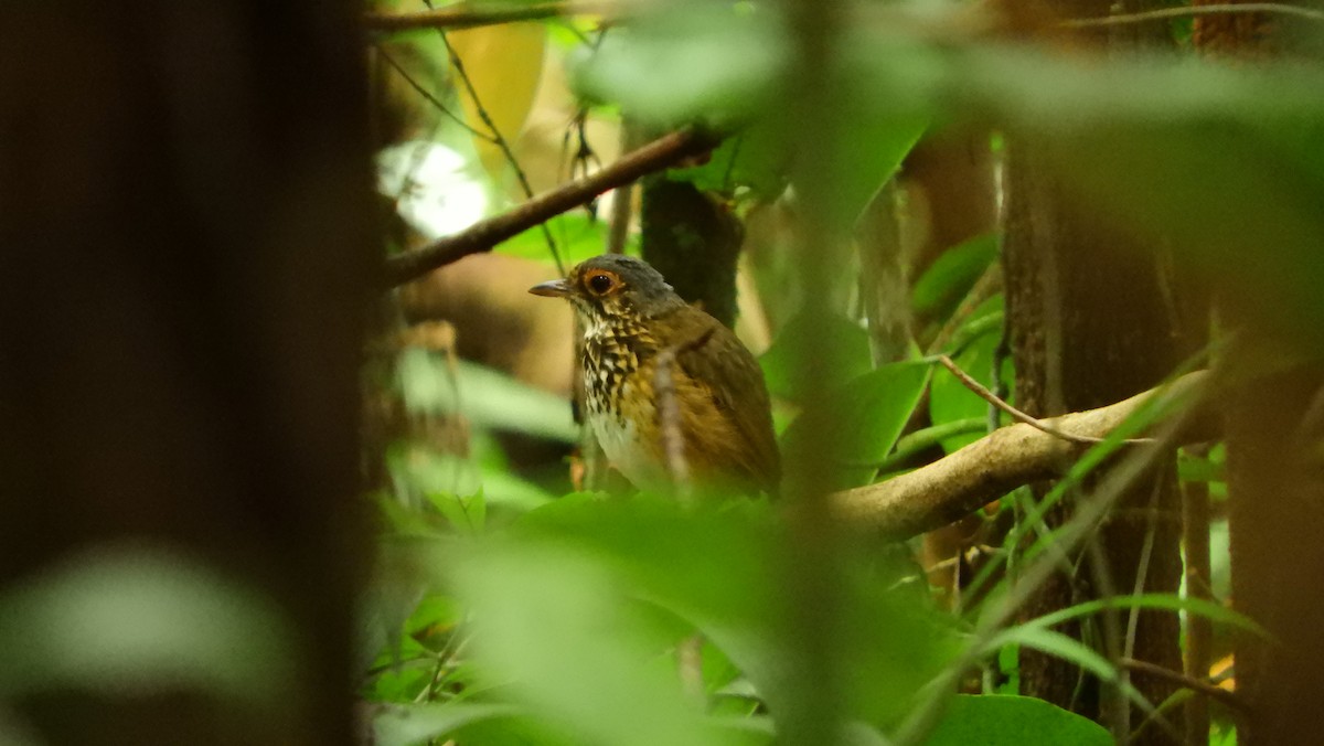 Spotted Antpitta - ML110943231