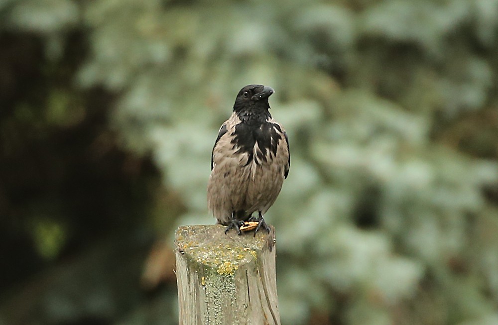 Hooded Crow - Michael Walther