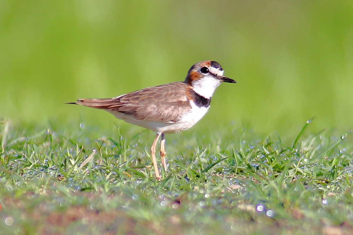 Collared Plover - ML110949691