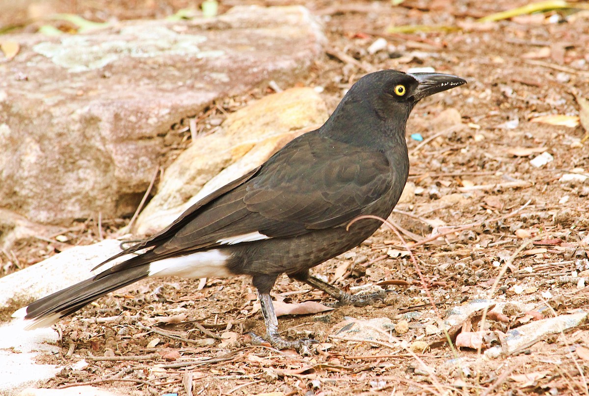 Pied Currawong - ML110950301