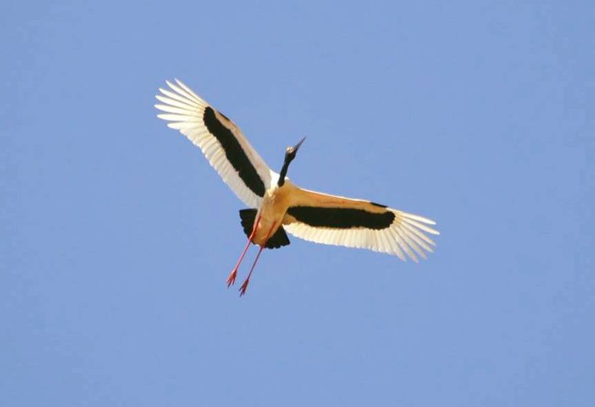 Black-necked Stork - ML110950351