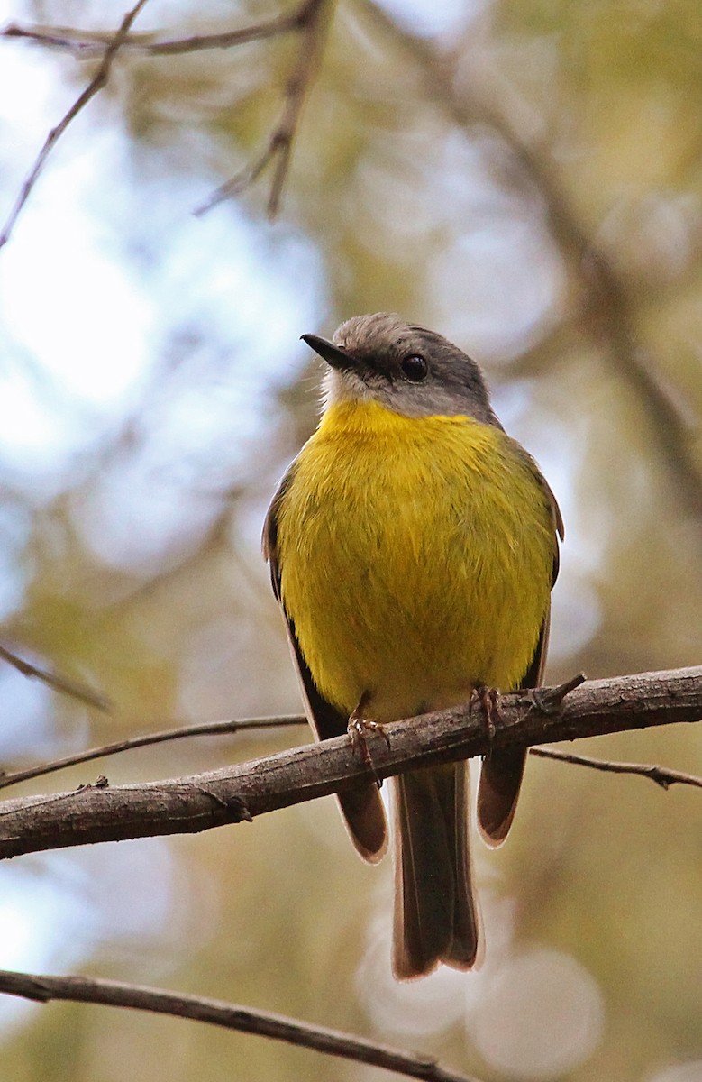 Eastern Yellow Robin - Kent Warner