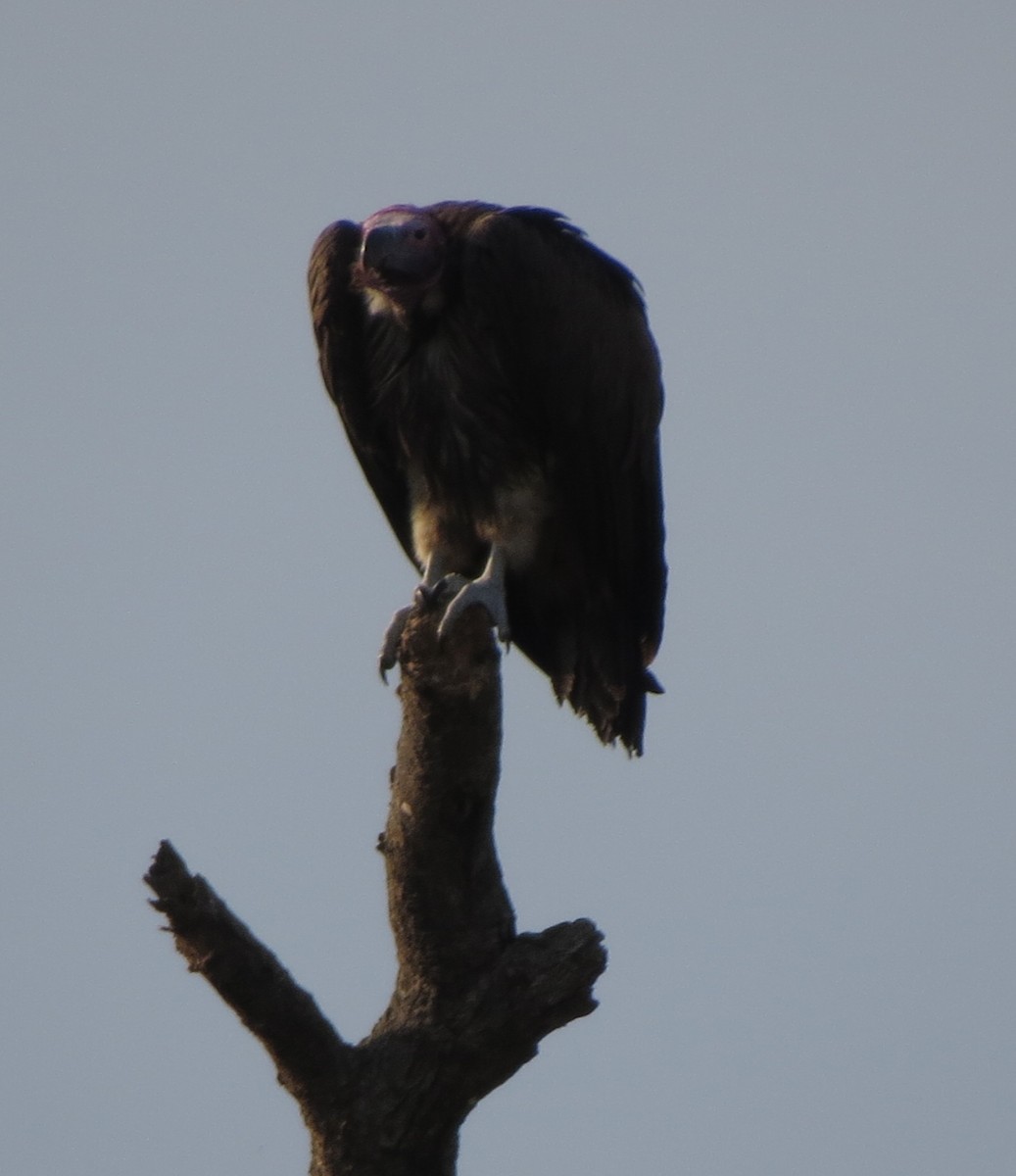 Lappet-faced Vulture - Kevin Seymour