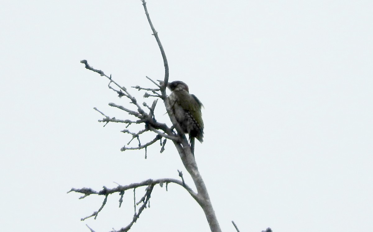 Eurasian Green Woodpecker - ML110951401