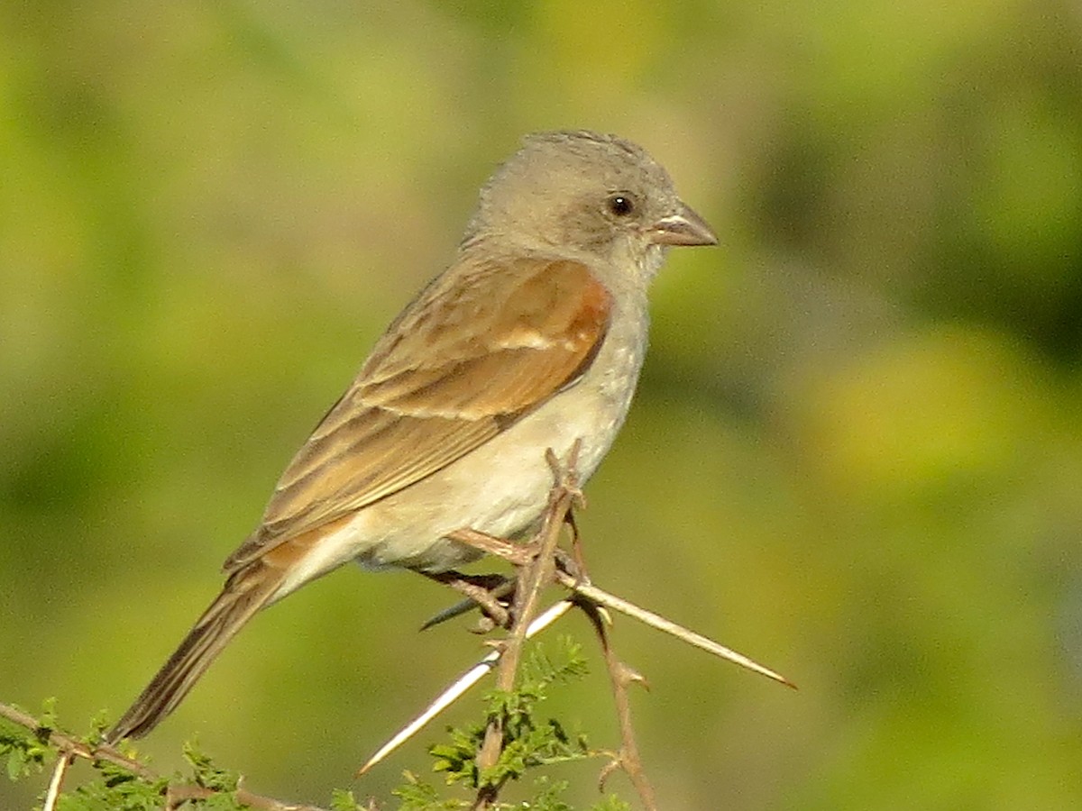 Southern Gray-headed Sparrow - ML110952251