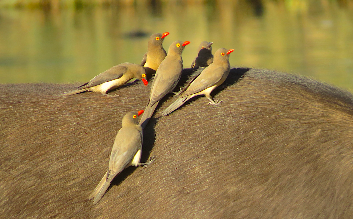 Red-billed Oxpecker - ML110952271
