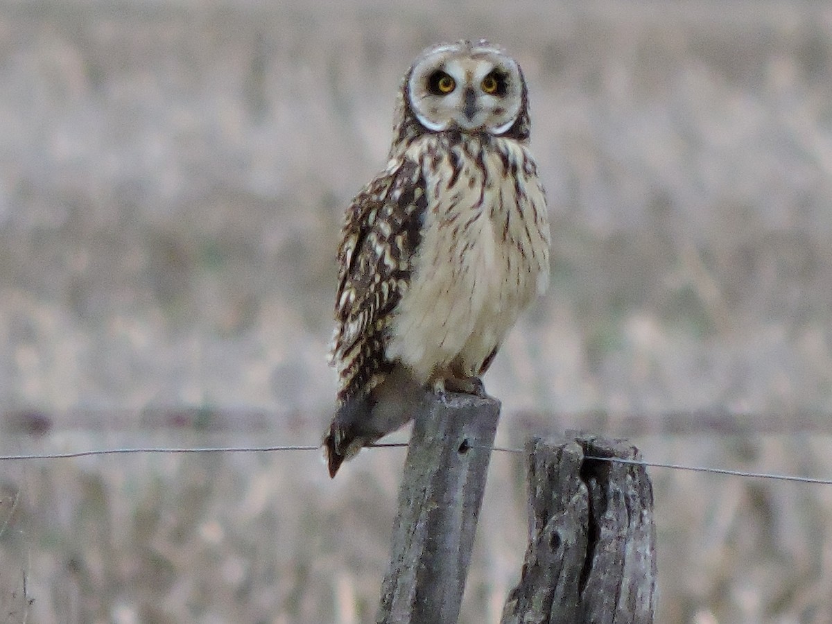 Short-eared Owl - samuel olivieri bornand