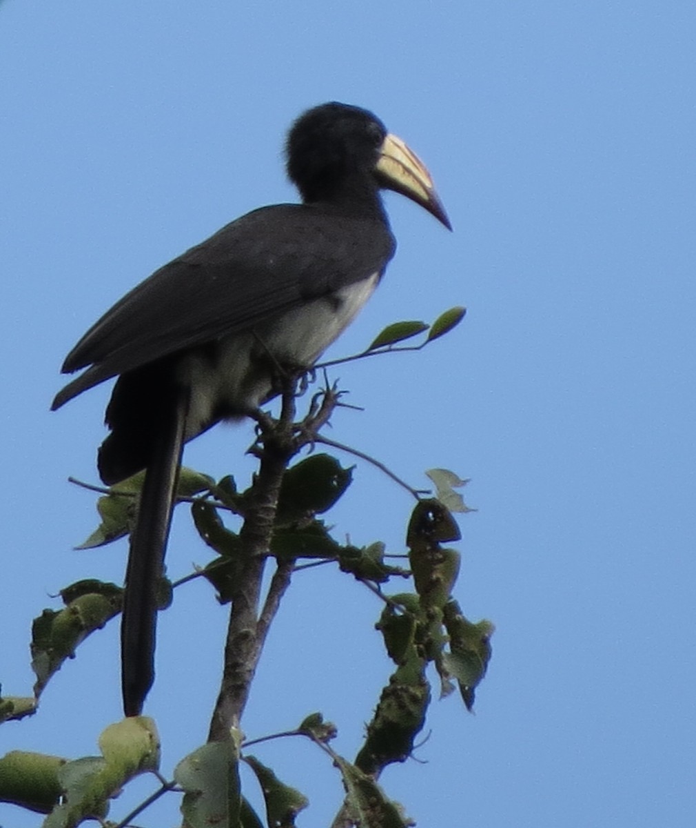 Congo Pied Hornbill - Kevin Seymour