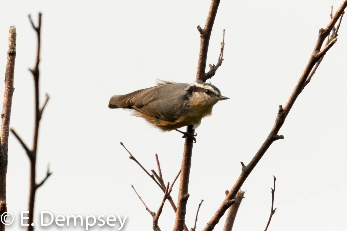 Red-breasted Nuthatch - ML110953361