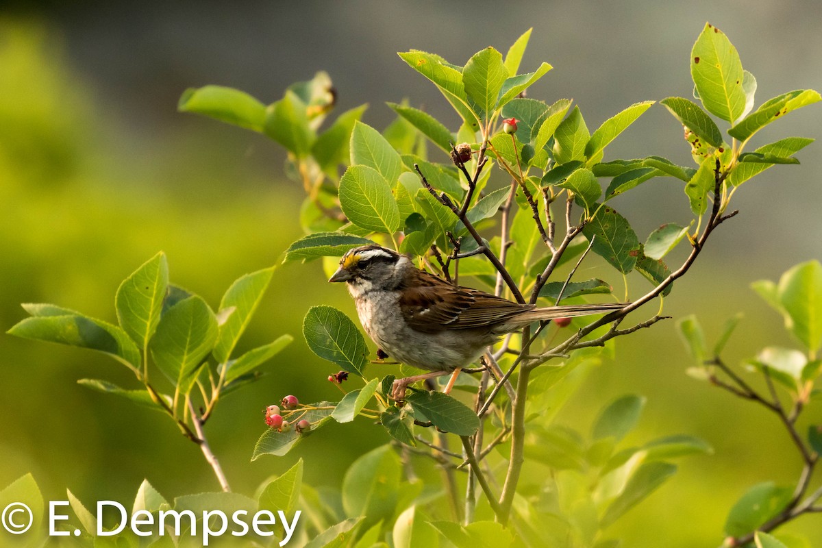 White-throated Sparrow - ML110953381