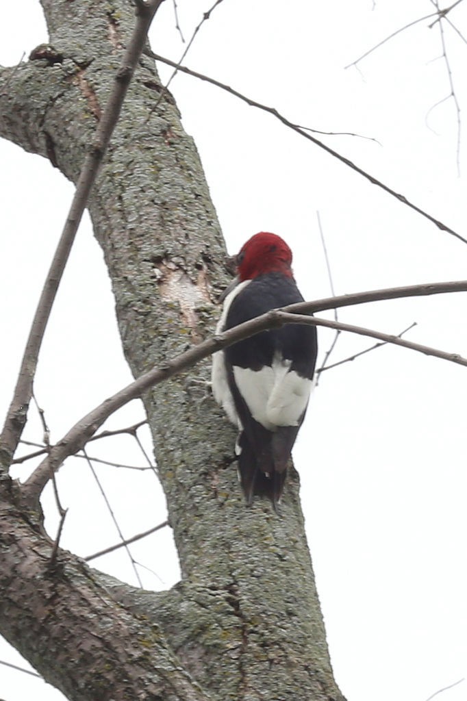 Red-headed Woodpecker - ML110953761