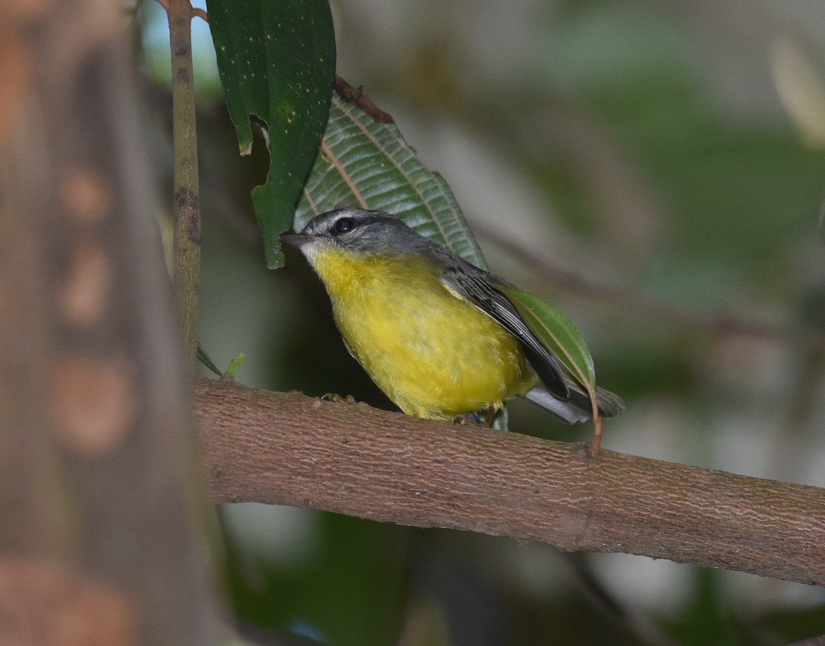 Golden-crowned Warbler - Renato Machado de Sobral