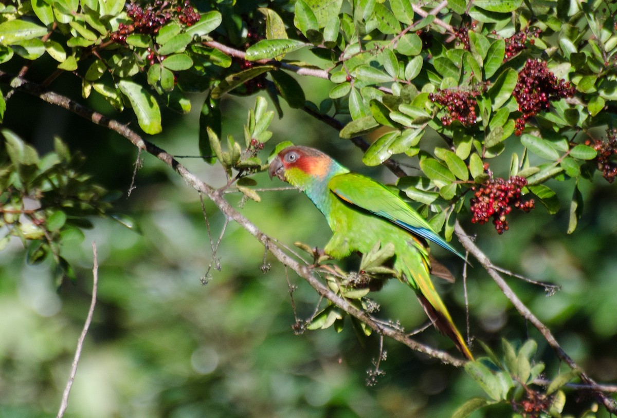 Ochre-marked Parakeet - Marcos Eugênio Birding Guide