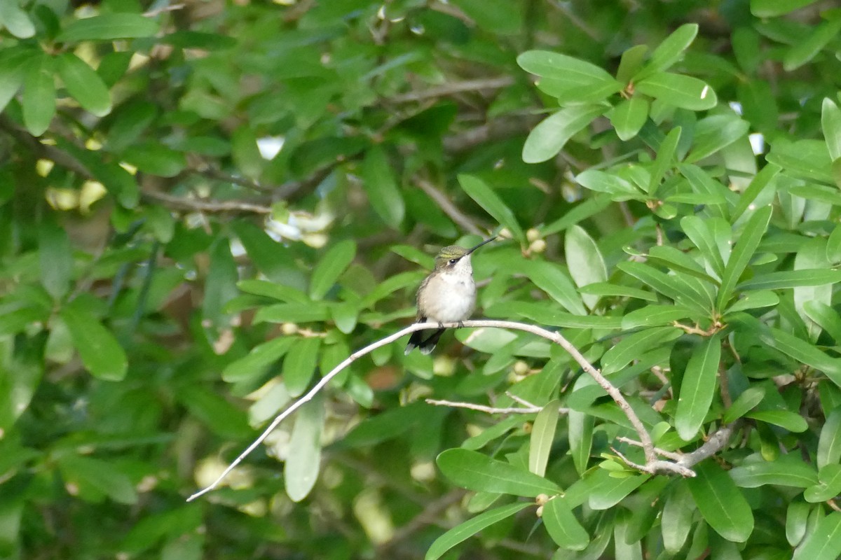 Ruby-throated Hummingbird - ML110955721