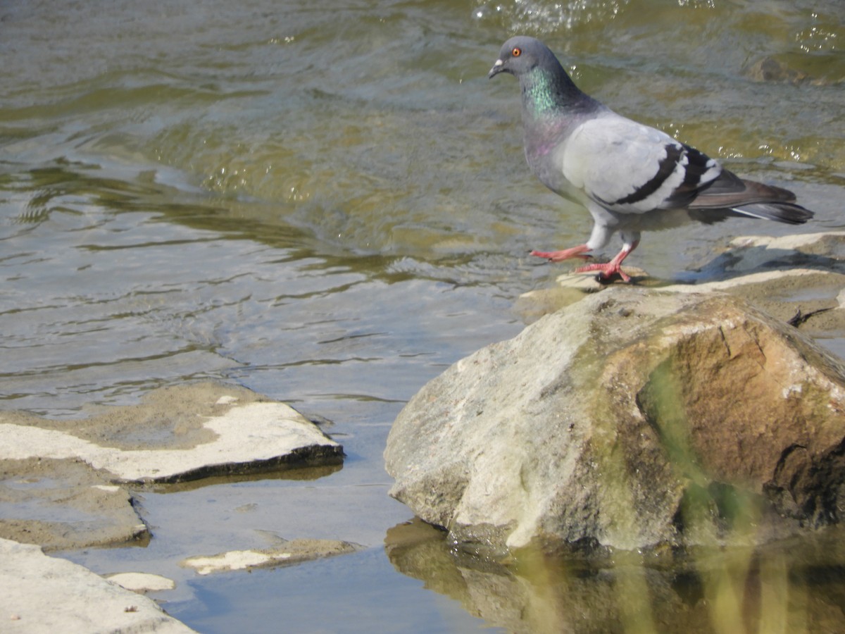 Rock Pigeon (Feral Pigeon) - Scott Weaver