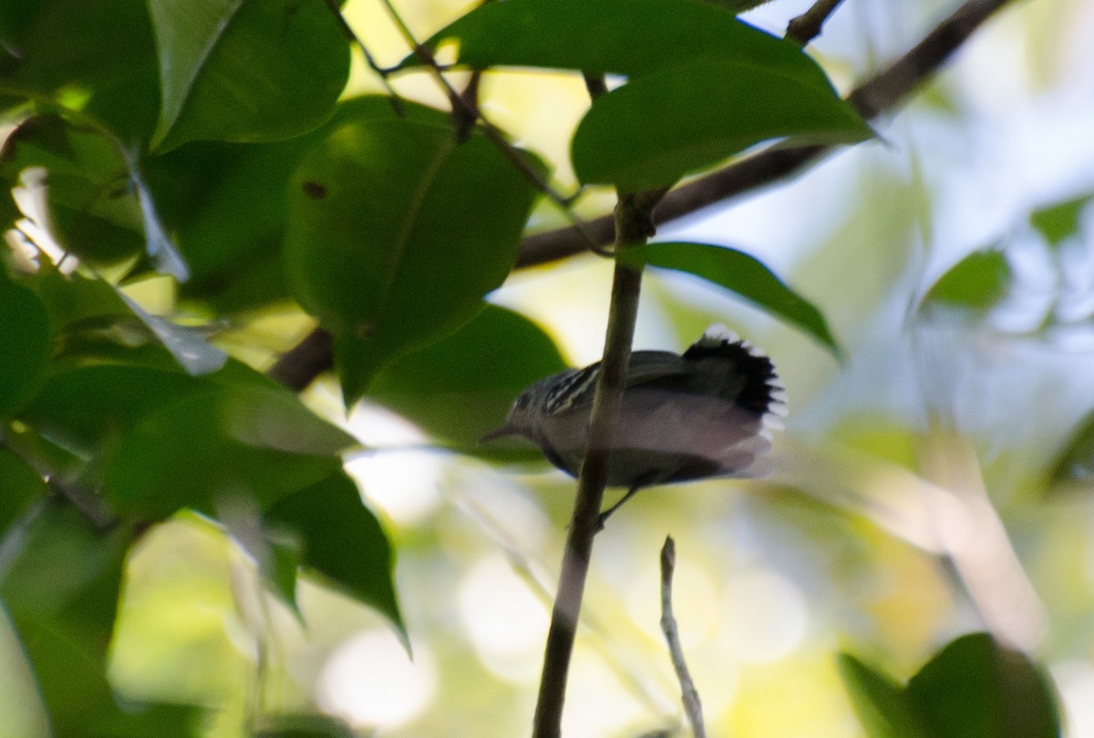 Band-tailed Antwren - Marcos Eugênio Birding Guide