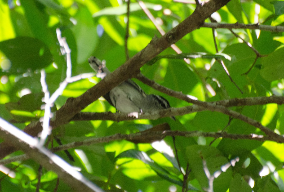 Bahia Antwren - Marcos Eugênio Birding Guide