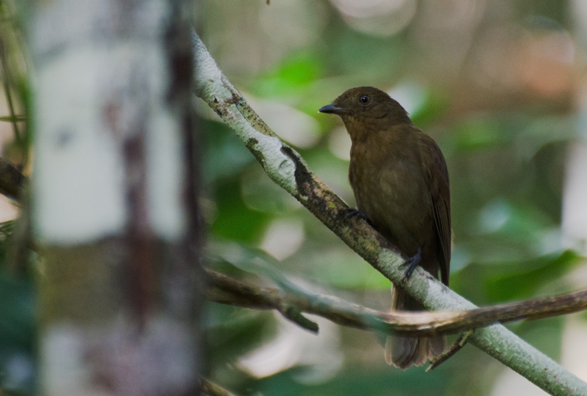 Brown-winged Schiffornis (Brown-winged) - Marcos Eugênio Birding Guide