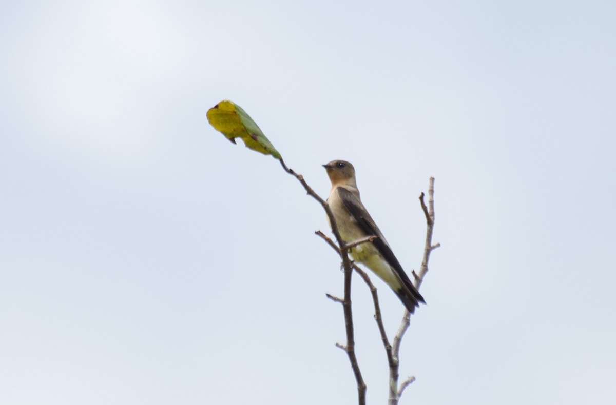 Southern Rough-winged Swallow - Marcos Eugênio Birding Guide