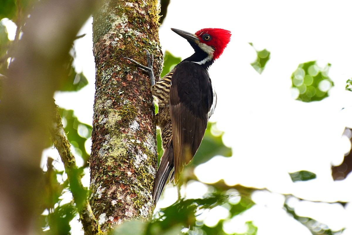 Guayaquil Woodpecker - ML110957801