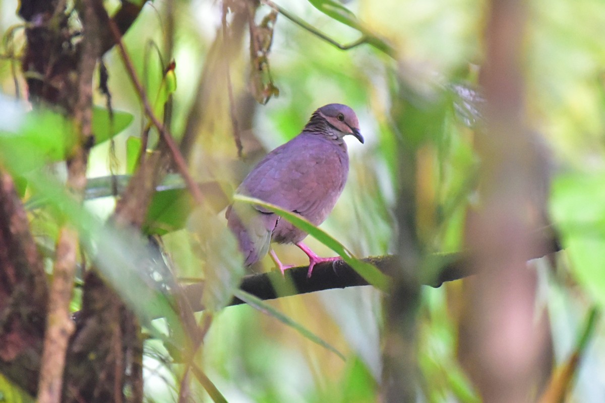 White-throated Quail-Dove - Peter Lewis