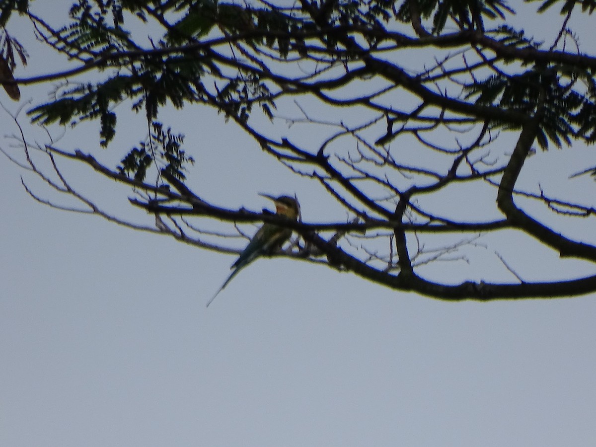 Blue-tailed Bee-eater - Stephen Matthews