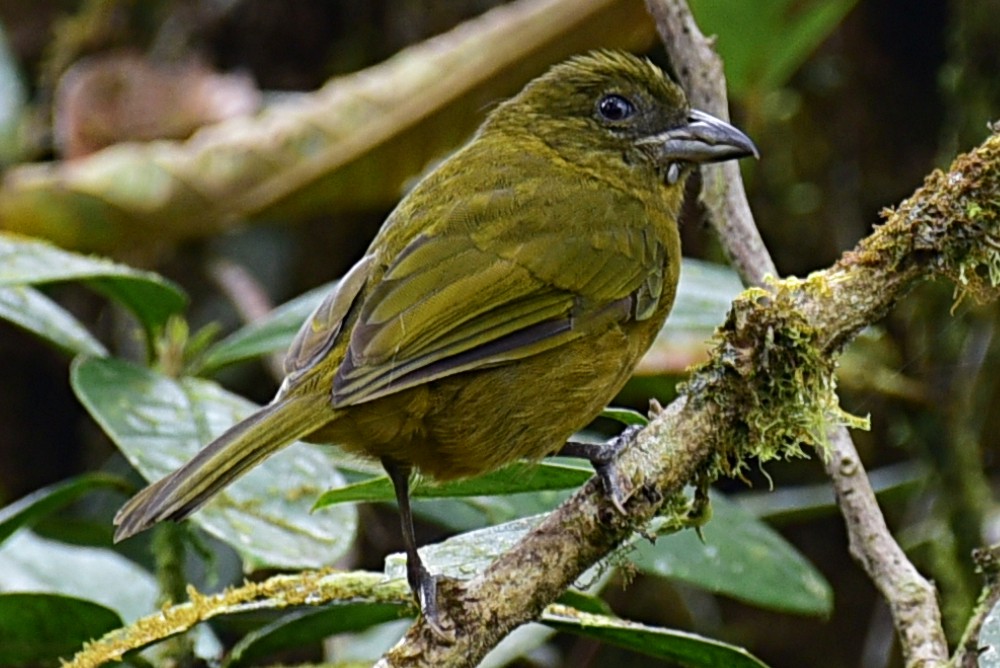 Ochre-breasted Tanager - Peter Lewis