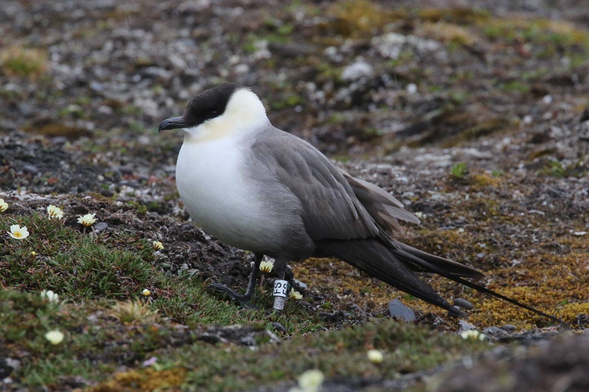 Long-tailed Jaeger - ML110962911