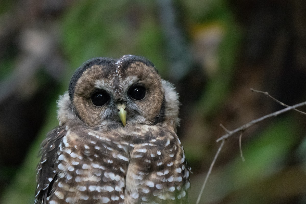 Spotted Owl (Northern) - ML110962951