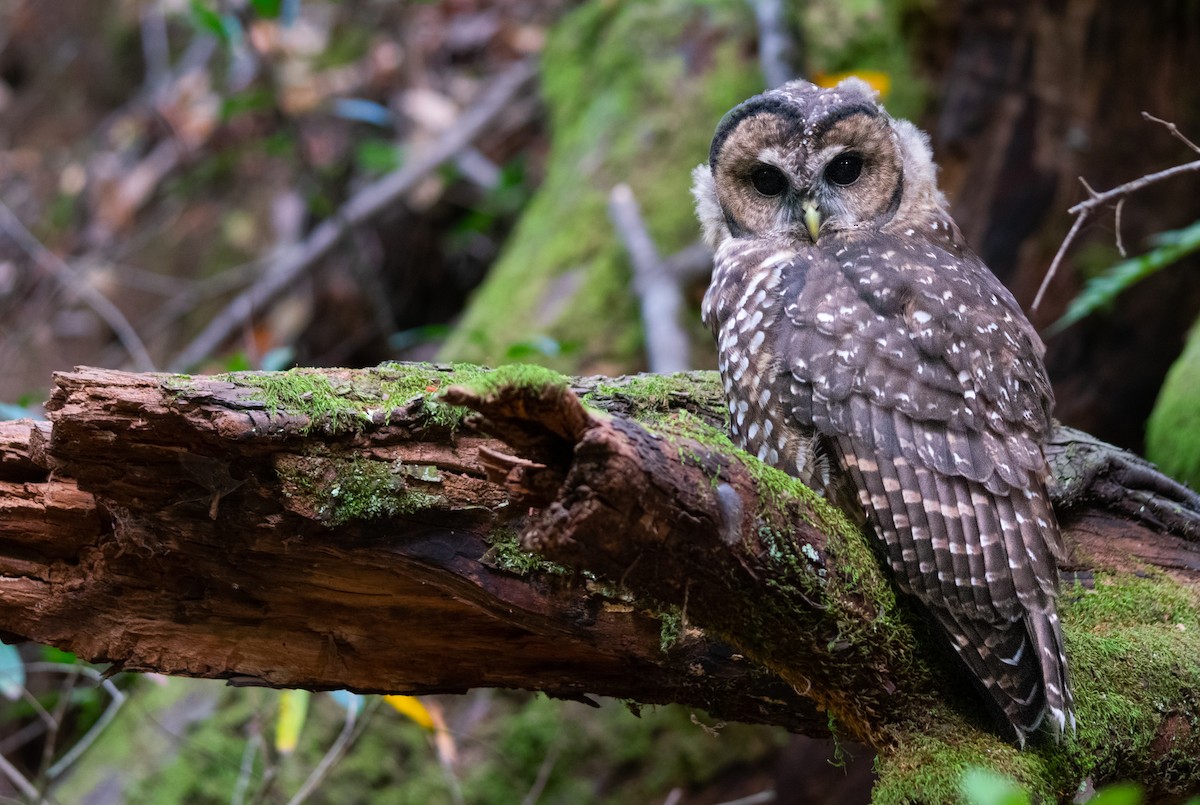 ニシアメリカフクロウ（caurina） - ML110963021